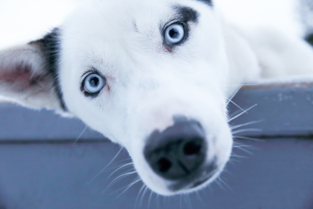 Vuokatti Safaris - Visit Husky Center