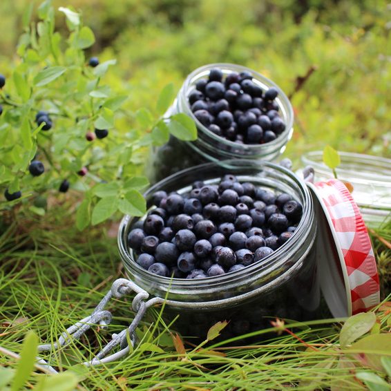 Blueberries Finland Blueberries Finland