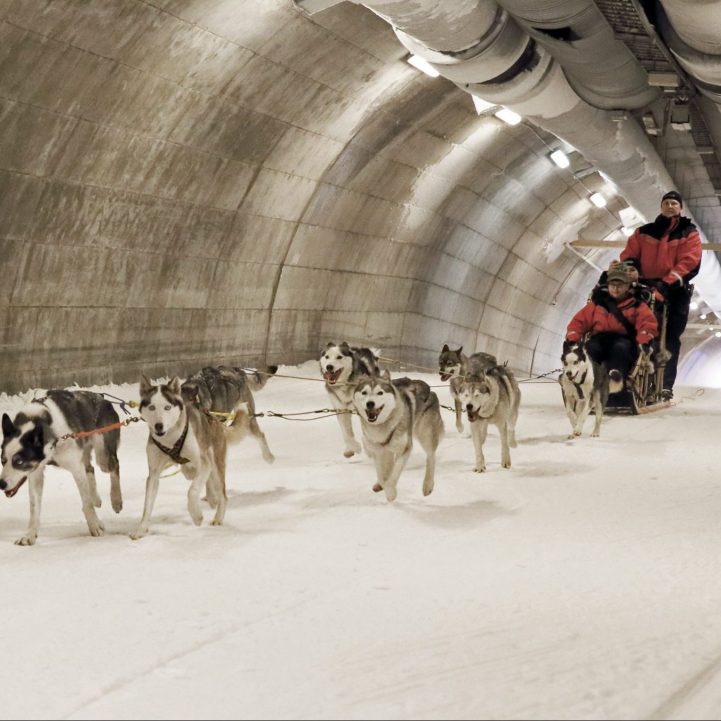 Huskies in Ski Tunnel Huskies in Ski Tunnel