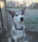 Inari Alaskan Husky