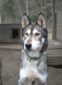 Jirka | Siberian Husky